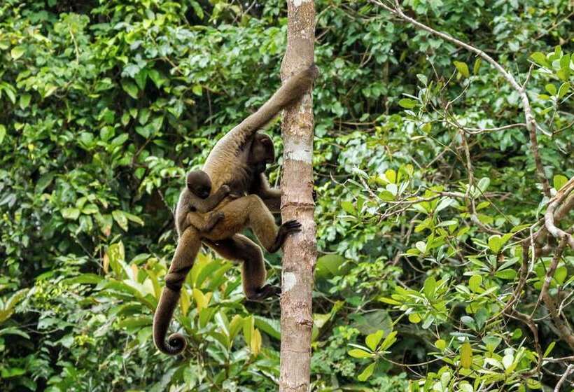 בית מלון כפרי Amazon Ecopark Jungle Lodge