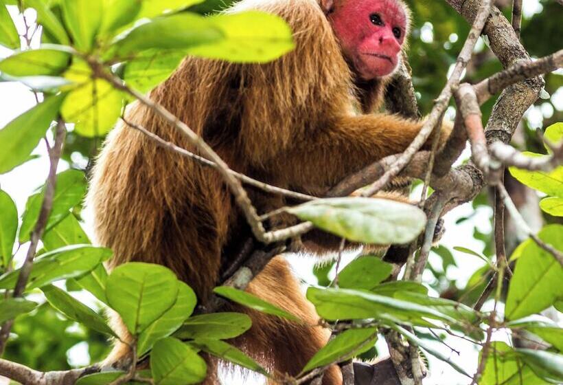 בית מלון כפרי Amazon Ecopark Jungle Lodge