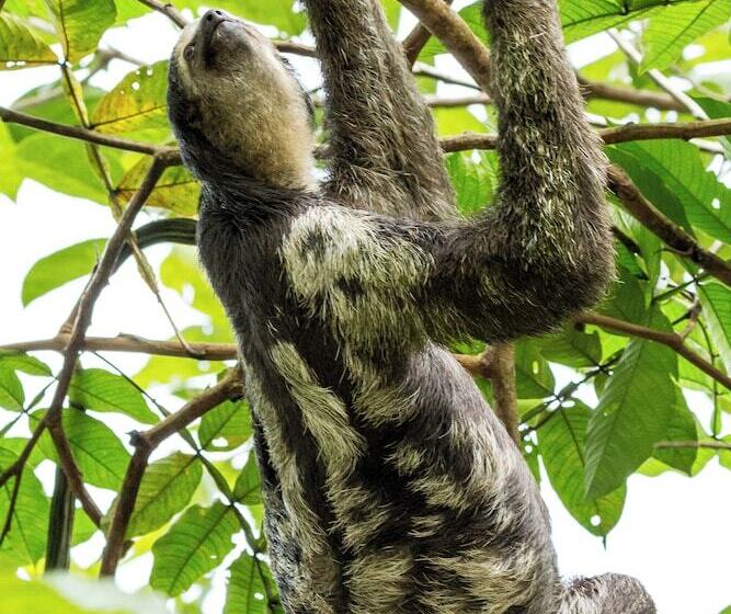 בית מלון כפרי Amazon Ecopark Jungle Lodge