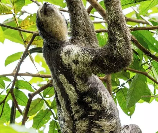 בית מלון כפרי Amazon Ecopark Jungle Lodge