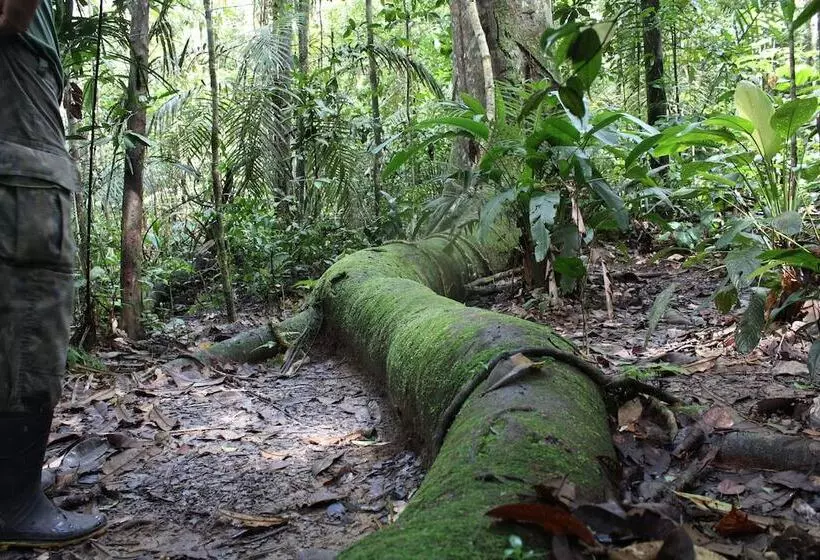 בית מלון כפרי Amazon Ecopark Jungle Lodge