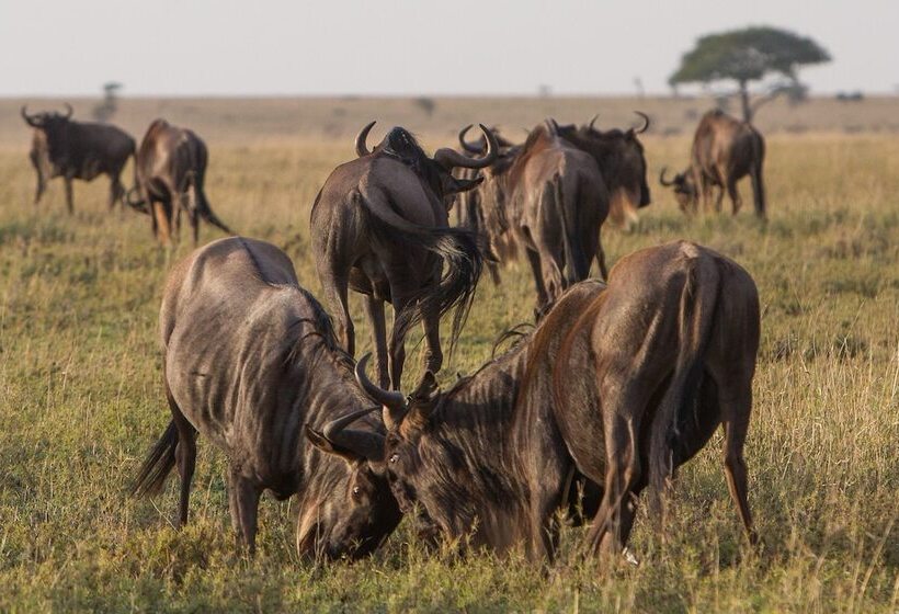 Bed and Breakfast Korona House