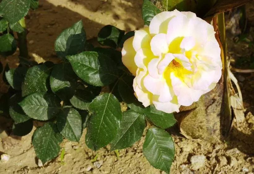 בית מלון כפרי Tsambika Sun