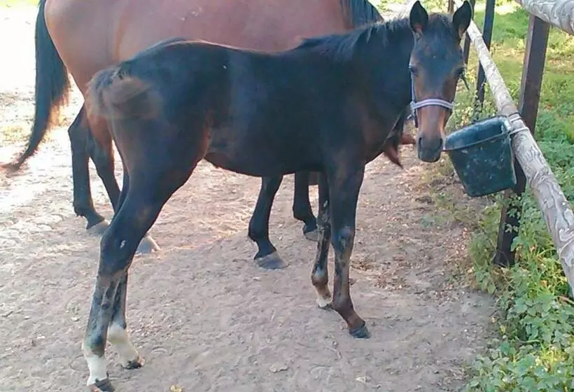 B&b Haras De La Cour Fleury