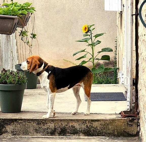 צימר Le Bonheur  Suite Cognac