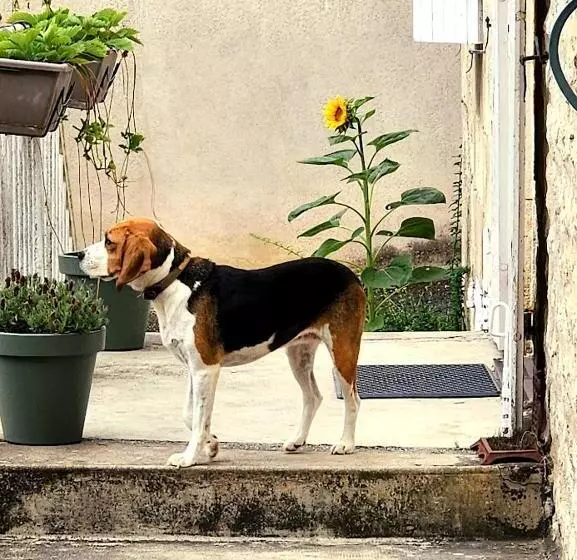 ベッドアンドブレックファースト Le Bonheur  Suite Cognac