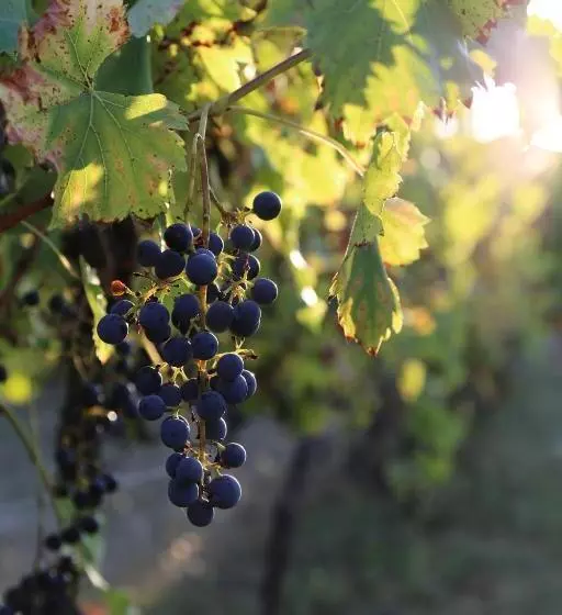 ベッドアンドブレックファースト Le Bonheur  Suite Cognac