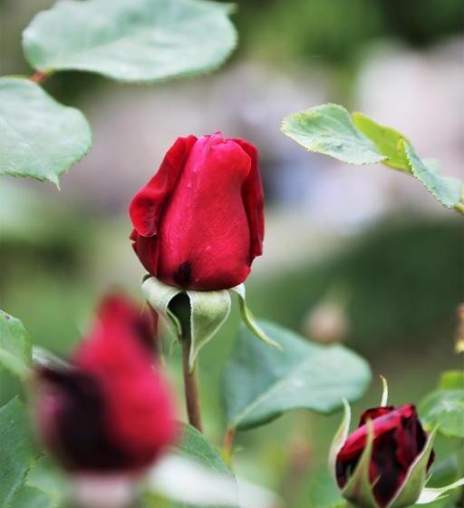 צימר Le Bonheur  Suite Cognac