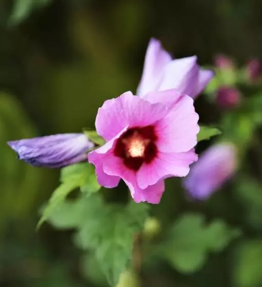 ベッドアンドブレックファースト Le Bonheur  Suite Cognac