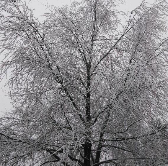 منتجع Woodsmoke Retreat