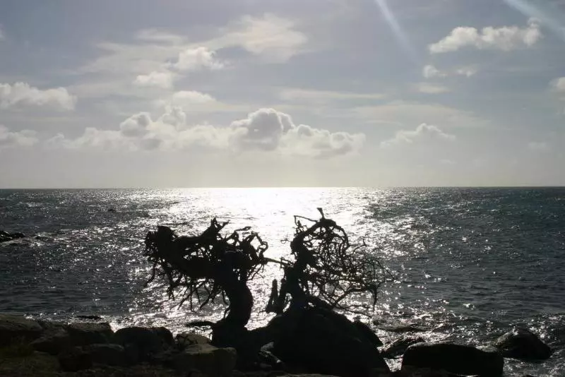 تختخواب و صبحانه Arubiana Inn