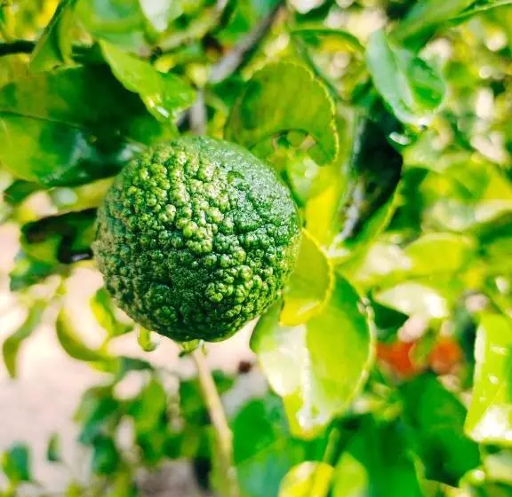 펜션 Achayans Homestay Mararikulam