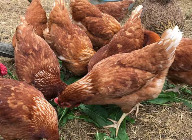 민박 Starnash Farmhouse
