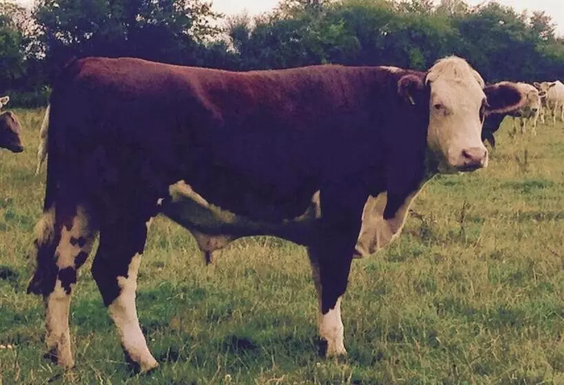 Battens Farm Cottages B&b