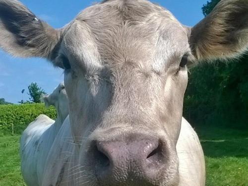 Battens Farm Cottages B&b