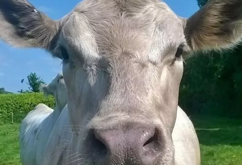 Battens Farm Cottages B&b