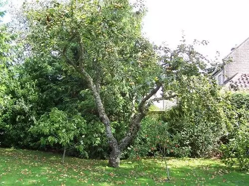 Bed and Breakfast Trimnells House