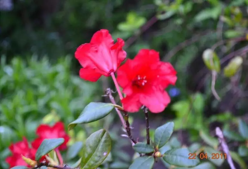 Majatalo Miller House Courtyard