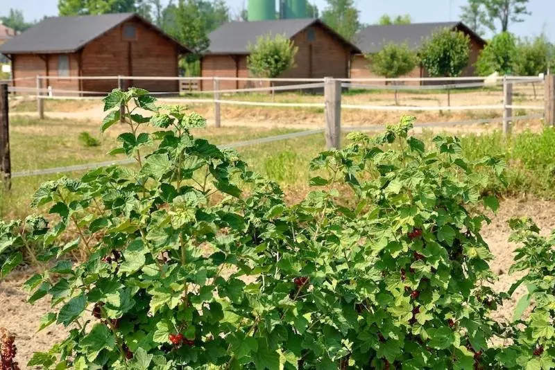 فندق ريفى Agriturismo Cascina Corte Grande