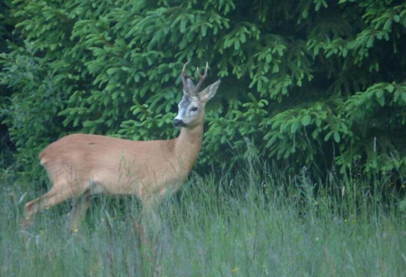 ペンション Penzion Zdiaran   Milan Tomaskovic