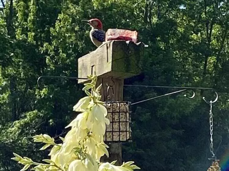 Aamiaismajoitus (B&B) The Sanctuary On Huron River