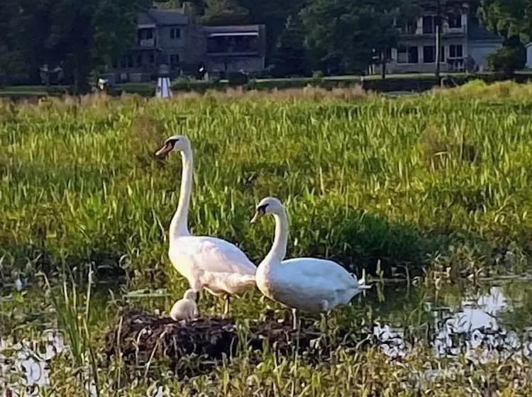 Aamiaismajoitus (B&B) The Sanctuary On Huron River
