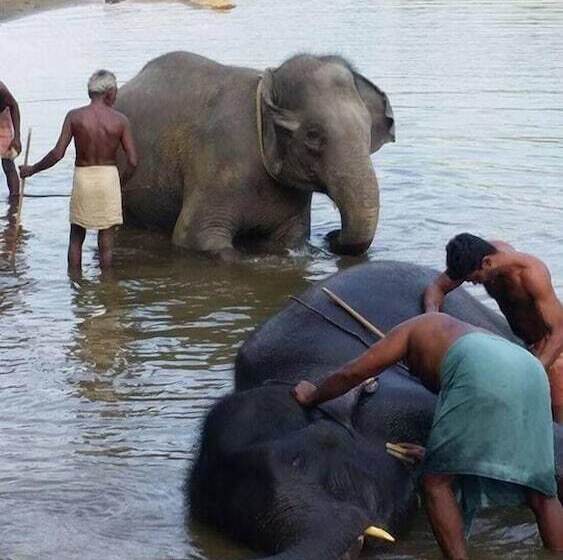 בית מלון כפרי Dewland