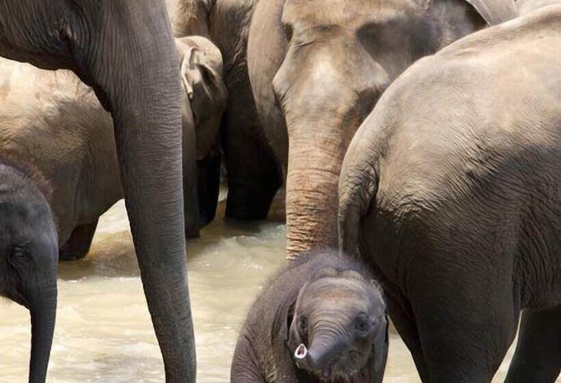 בית מלון כפרי Dewland