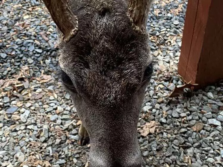 Deer Watch Retreat