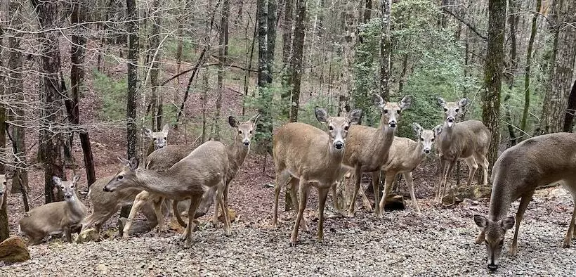 Deer Watch Retreat
