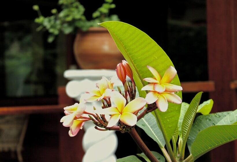 住宿加早餐 Aratinga Inn