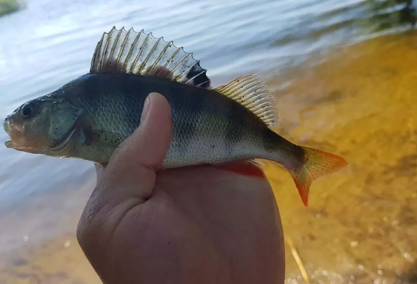 ホテル Omeo Clearlake Oaks