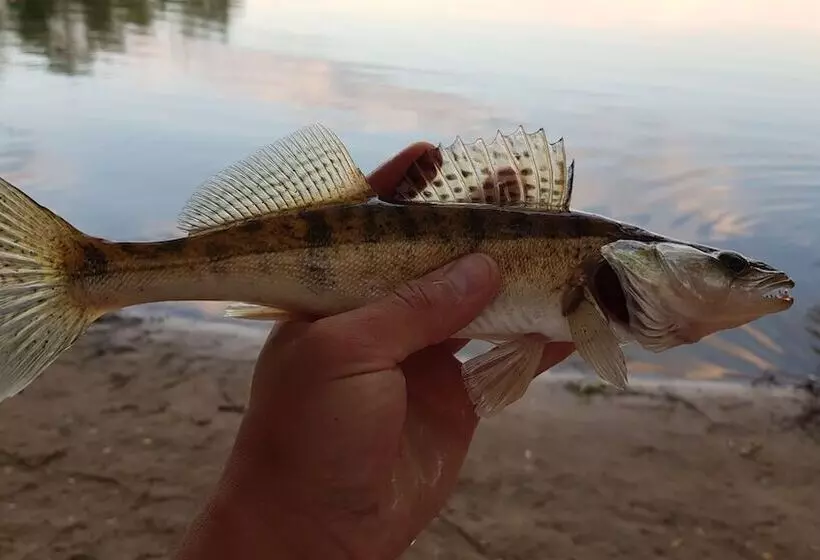 ホテル Omeo Clearlake Oaks