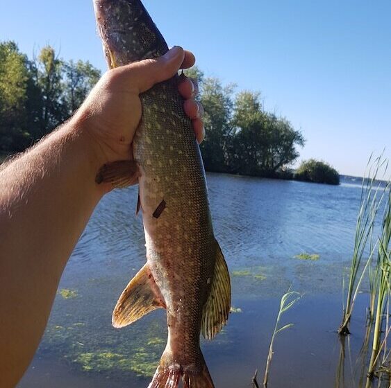 酒店 Omeo Clearlake Oaks