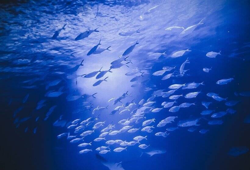 هتل The Valentia Corretgería