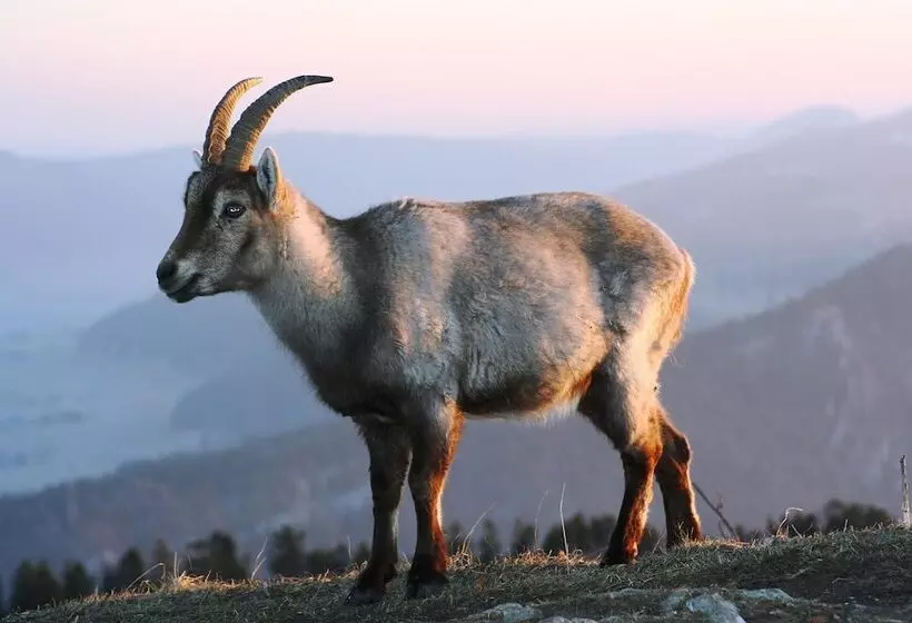 Hostelli L Auberge De Noiraigue