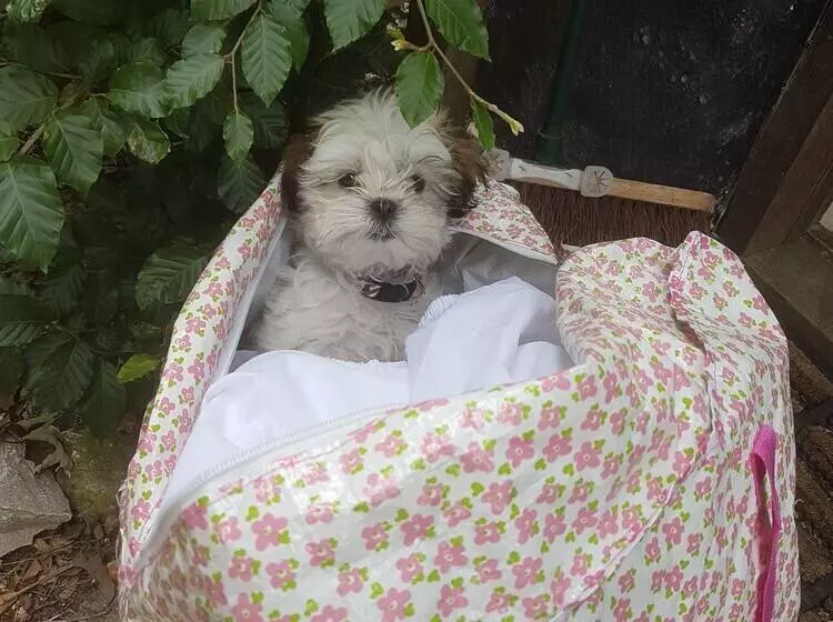 Residenssi Delightful 3 Bed Thatched Cottage Near Winchester