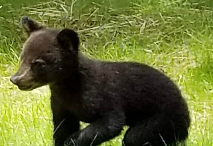 Roundtop Mountain Ridge