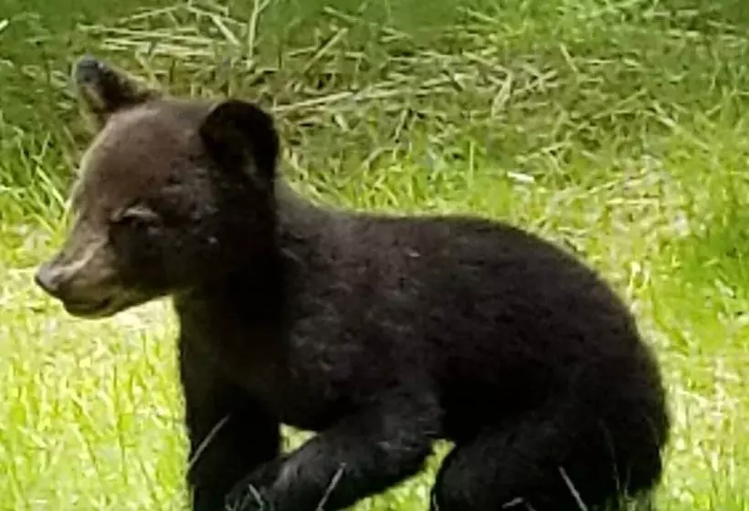Roundtop Mountain Ridge