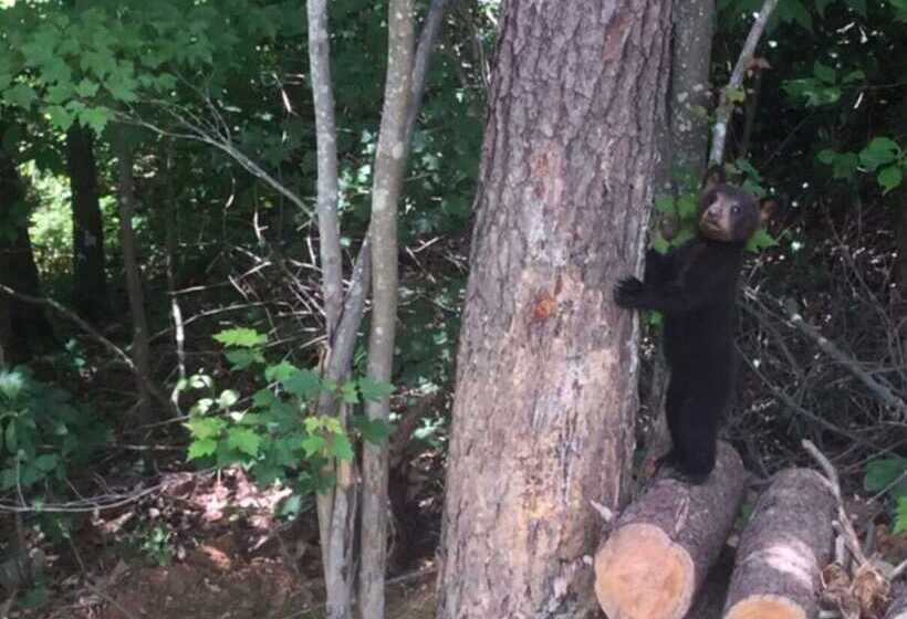 Roundtop Mountain Ridge