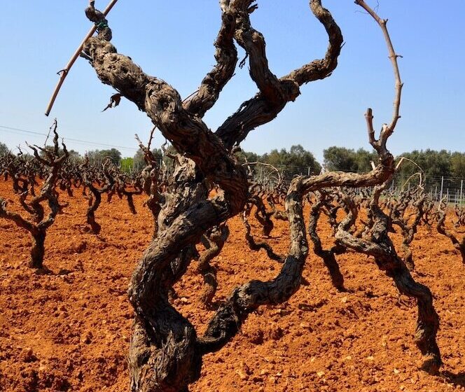 田舎風ホテル Gianfranco Fino Viticoltore