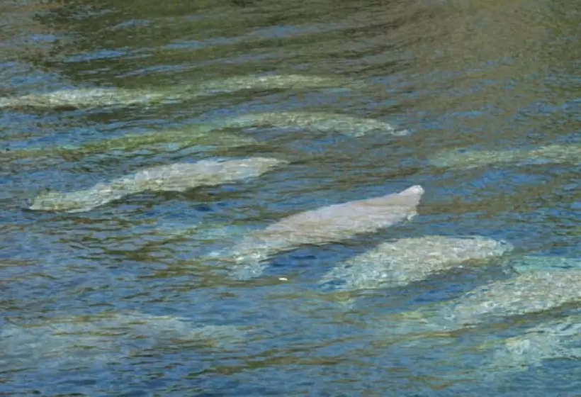 Residenssi Alling House