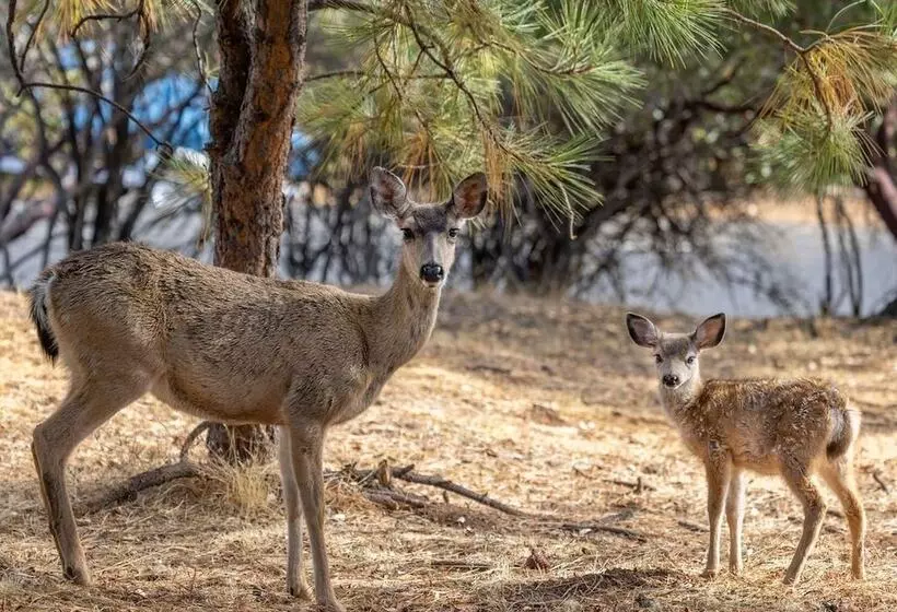 Grizzly Bear Lodge Rustic Cabin By Yosemite Region Resorts
