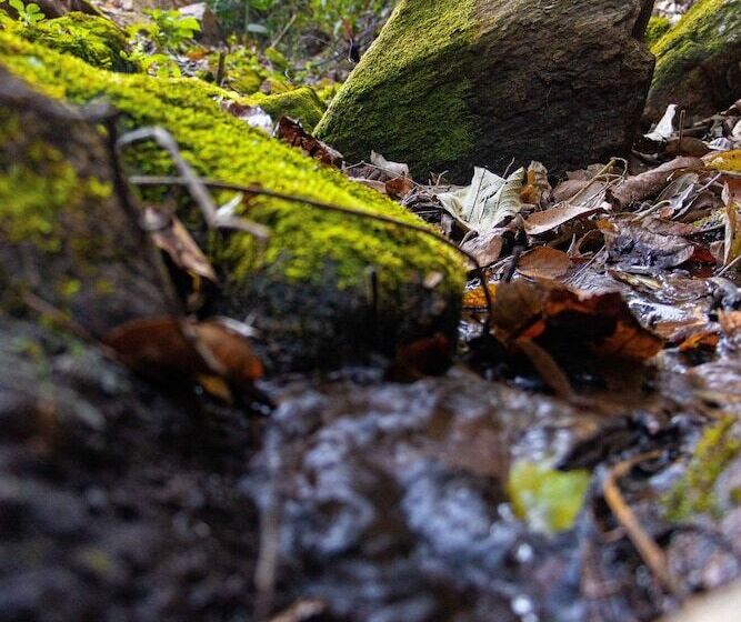 Отель Pousada Reserva Nativida