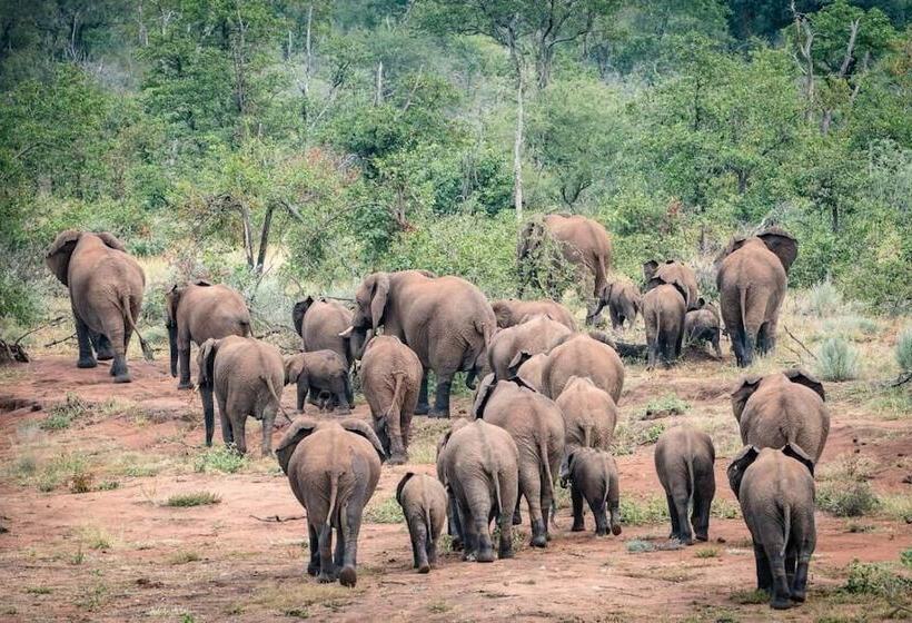 בית מלון כפרי Safari Moon Luxury Bush Lodge