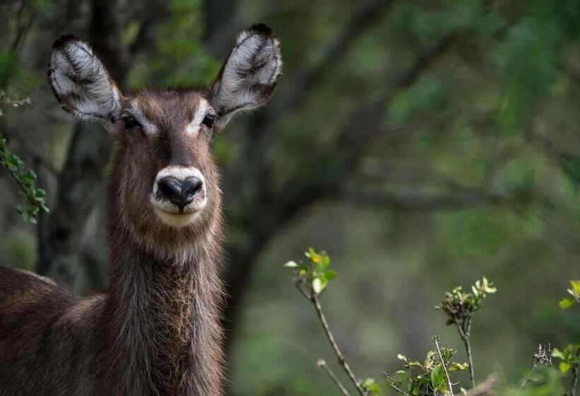 בית מלון כפרי Safari Moon Luxury Bush Lodge
