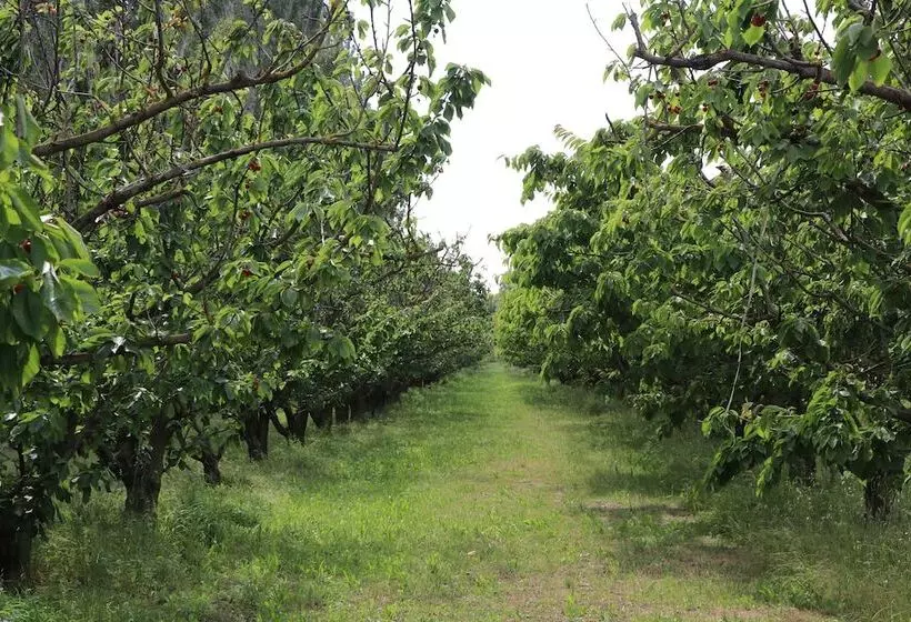 پانسیون Mas Des Cerisiers