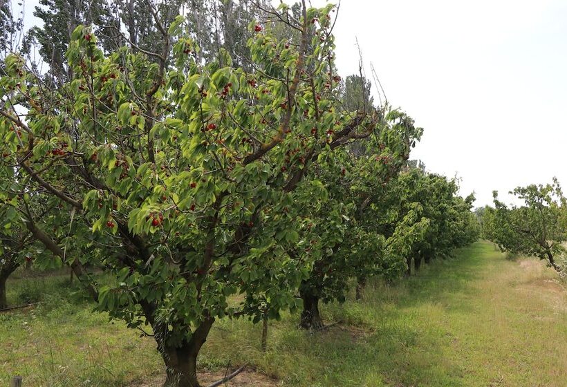 پانسیون Mas Des Cerisiers