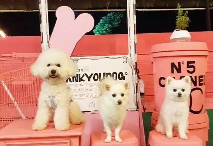 Gapyeong Thank You Dog Pension