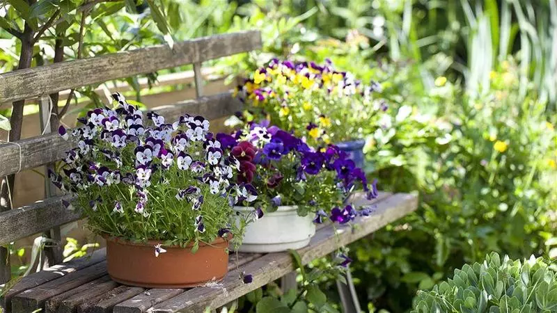 Отель Restaurant, Café Pharisäerhof Nordseeurlaub Mit Hund